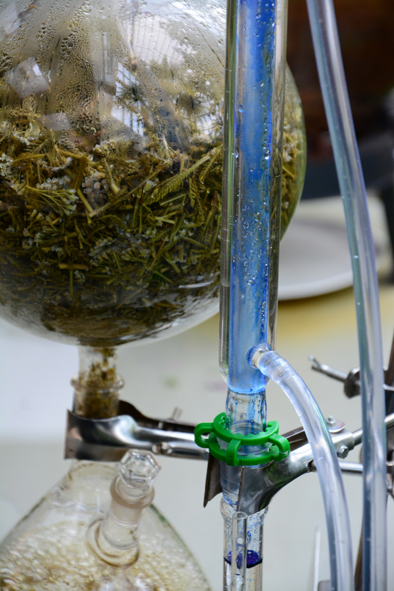 Achillea millefolium volatile oil distilled by Alkeemialabor during active workshop in Tallinn Botanical Gardens, 2017. Beautiful blue slightli violet colour is emitted by chamazulene, which forms during distillation with the aid of tempterature.