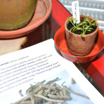 Silene undulata, capensis